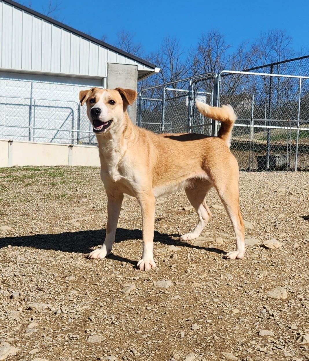 Lollie, Adoptable, Adult Female Labrador Retriever.