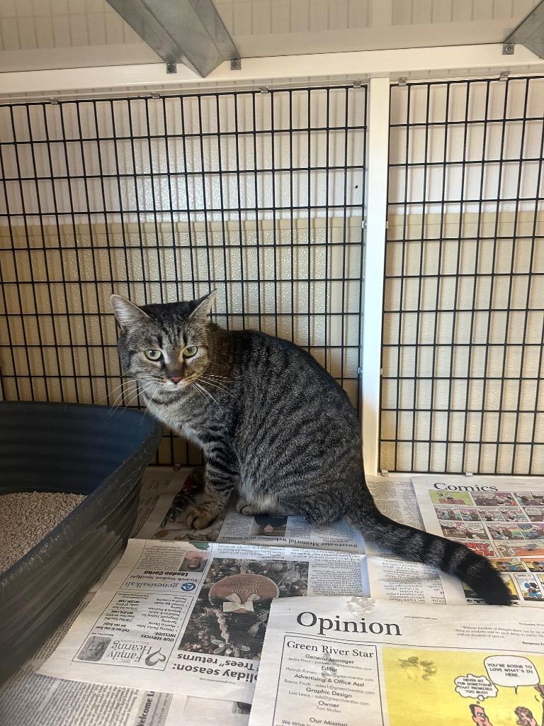 Suki, Adoptable, Young Female Domestic Medium Hair.