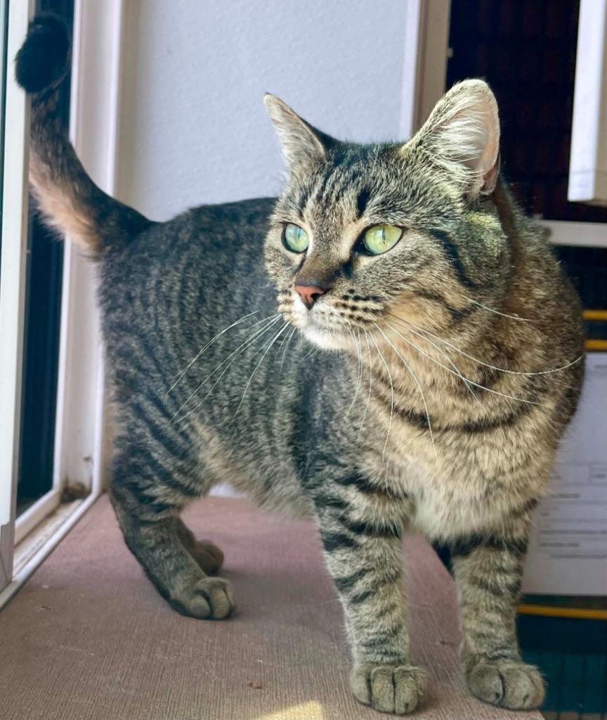 Enlarge Suki, a Adoptable mixed breed in Green River, WY image 5/6