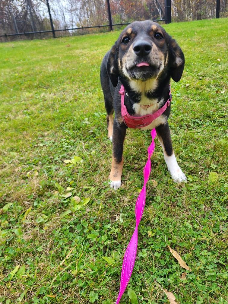 Willow, an adopted mixed breed in Cherry Valley, MA image 2/4