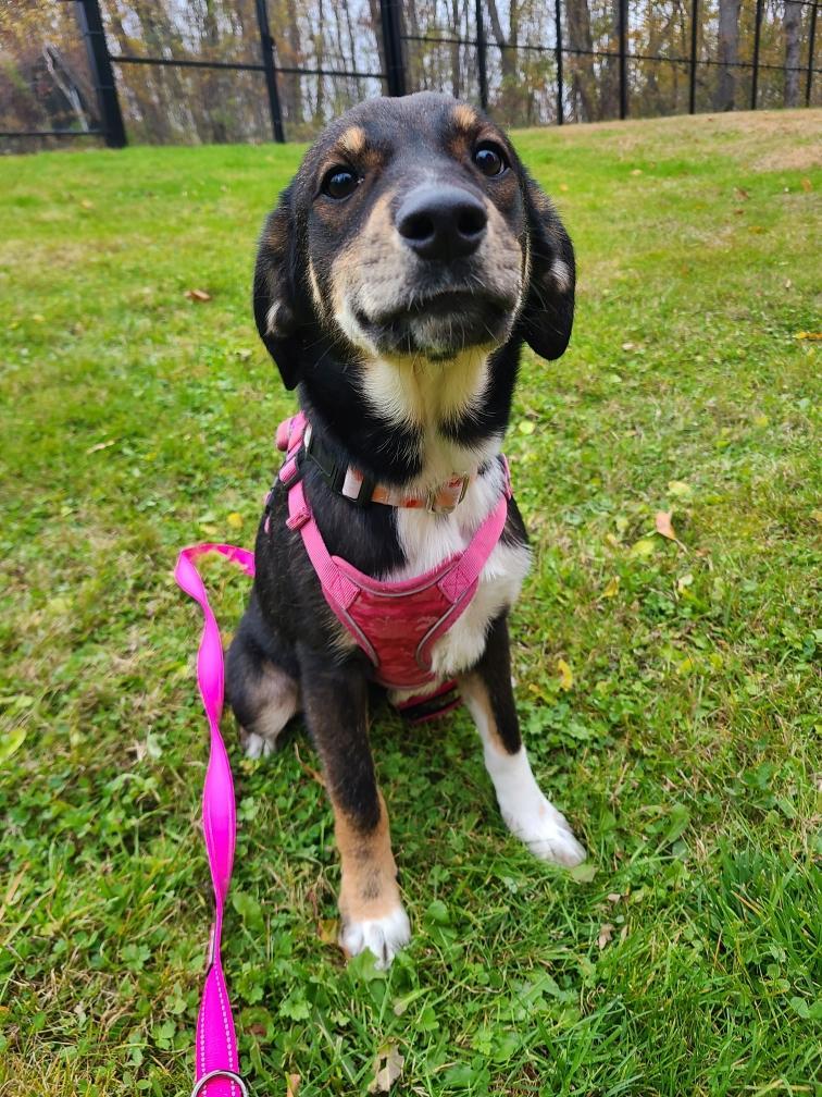 Willow, an adopted mixed breed in Cherry Valley, MA image 3/4