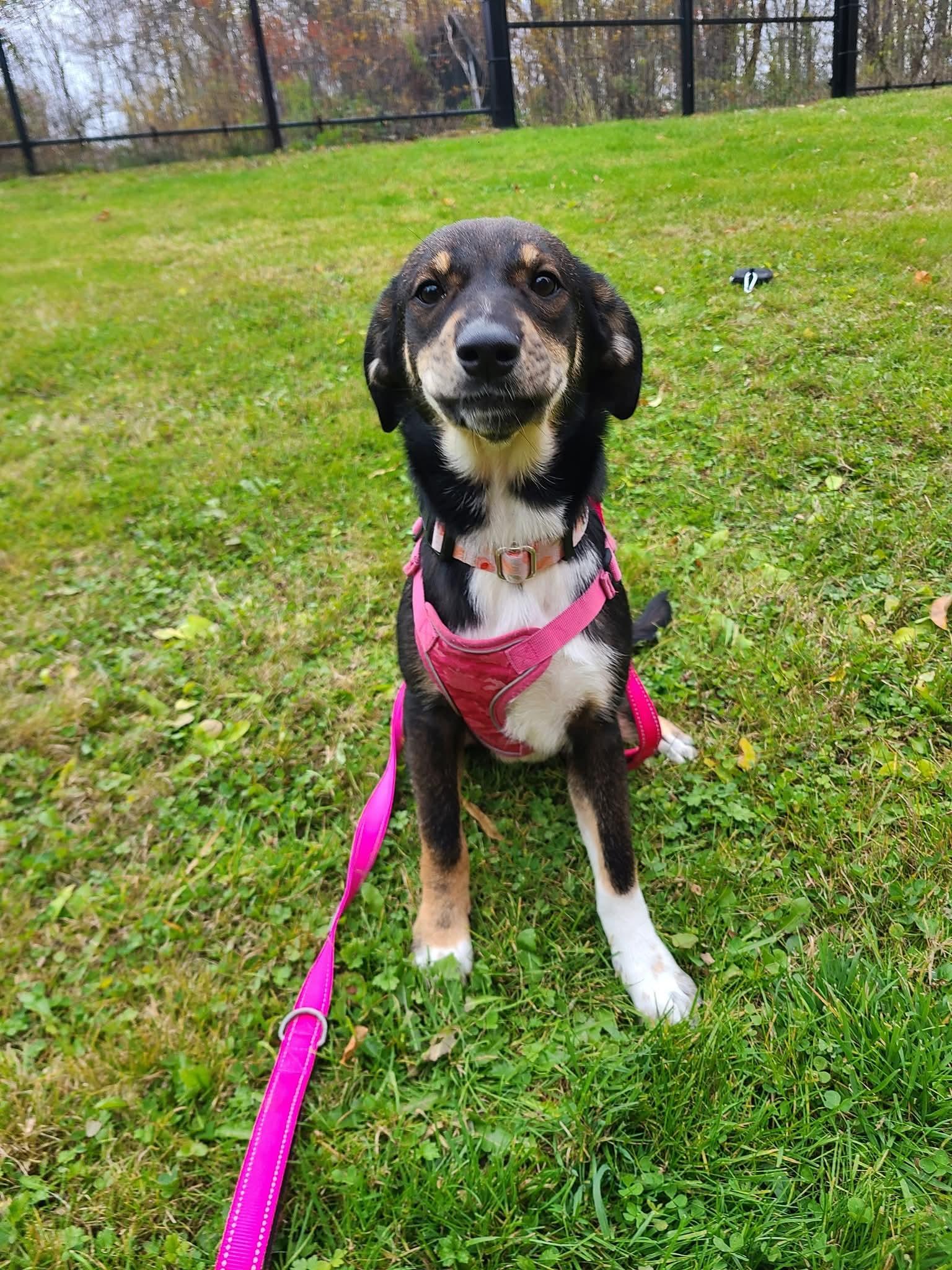 Willow, an adopted mixed breed in Cherry Valley, MA image 4/4