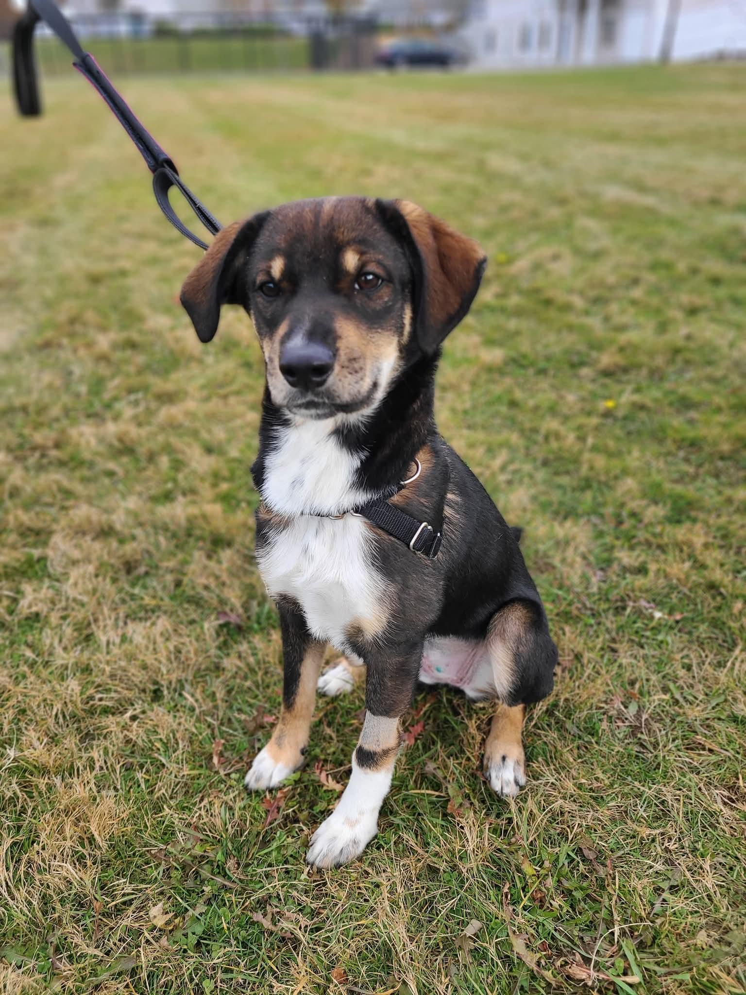 Willow, adopted, Young Female Hound.