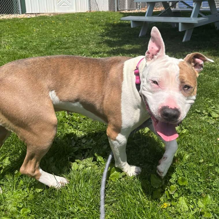 Luna, a Adoptable Pit Bull Terrier in Milan, IL image 1/6