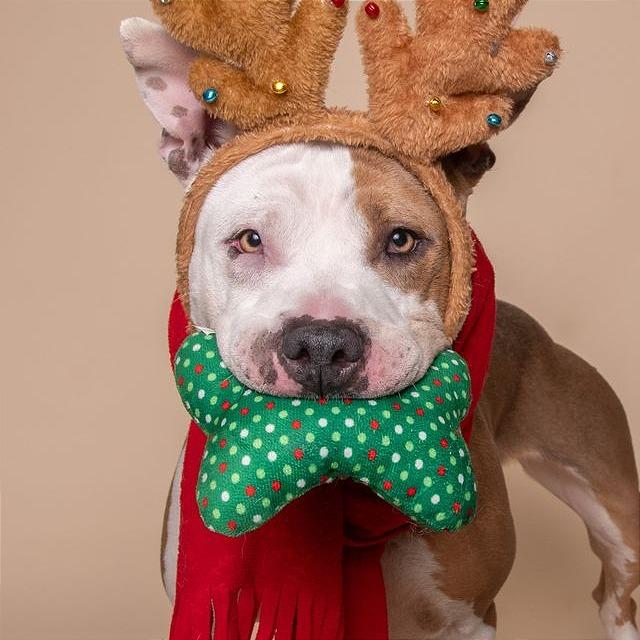 Luna, a Adoptable Pit Bull Terrier in Milan, IL image 2/6
