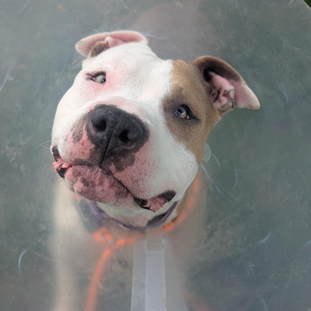 Luna, a Adoptable Pit Bull Terrier in Milan, IL image 3/6