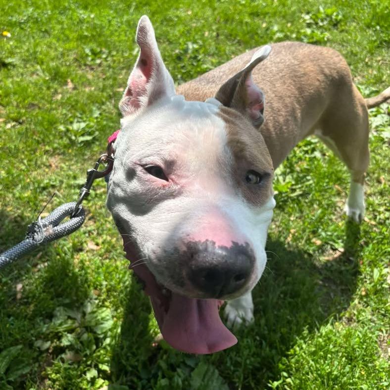Luna, a Adoptable Pit Bull Terrier in Milan, IL image 4/6