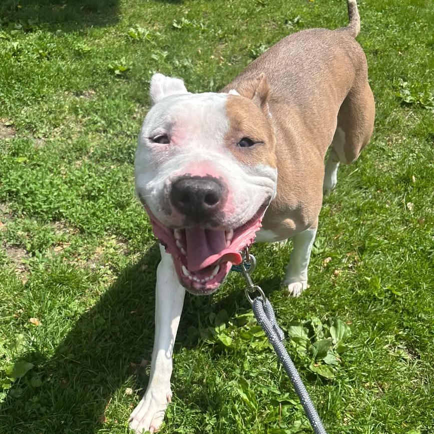 Luna, a Adoptable Pit Bull Terrier in Milan, IL image 5/6