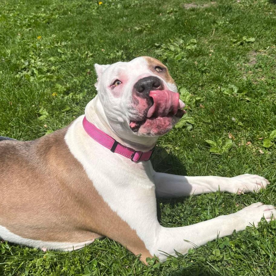 Luna, a Adoptable Pit Bull Terrier in Milan, IL image 6/6