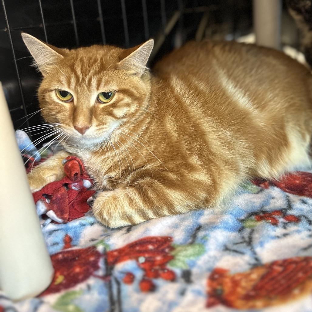 Orangie, Adoptable, Adult Male Domestic Short Hair.
