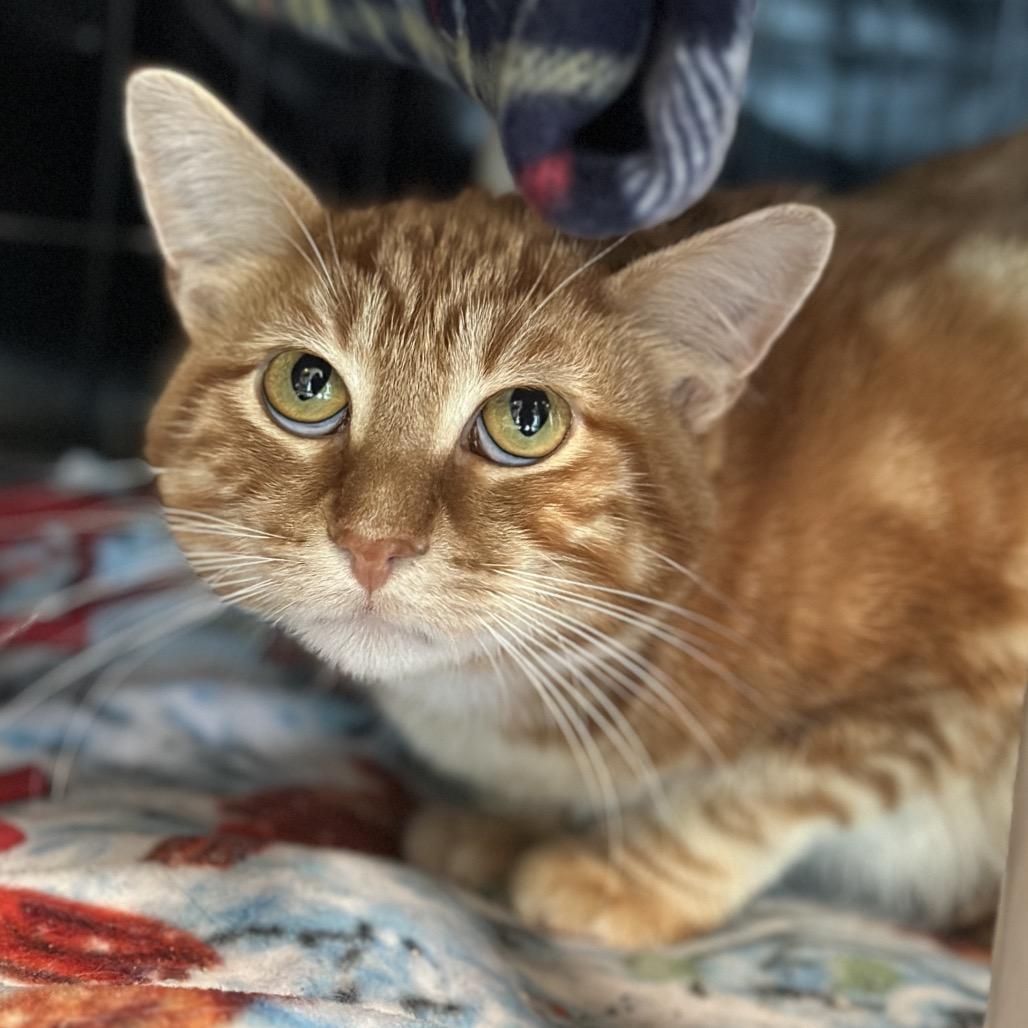 Enlarge Orangie, a Adoptable Domestic Short Hair in Matteson, IL image 2/5