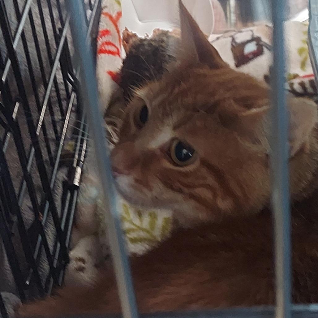 Enlarge Orangie, a Adoptable Domestic Short Hair in Matteson, IL image 3/5