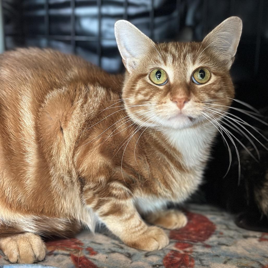 Enlarge Orangie, a Adoptable Domestic Short Hair in Matteson, IL image 4/5