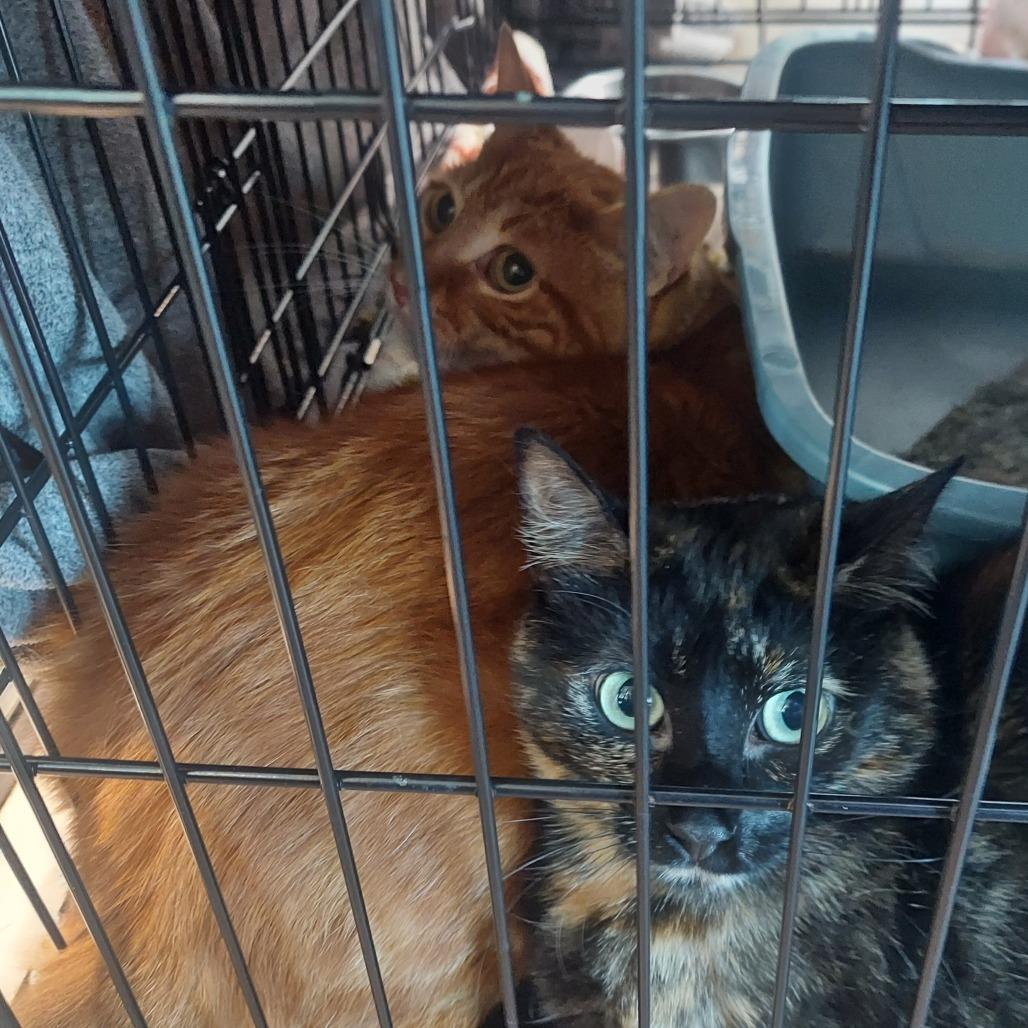 Enlarge Orangie, a Adoptable Domestic Short Hair in Matteson, IL image 5/5