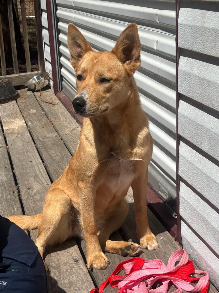 KENNA, Adoptable, Young Female Mixed Breed.