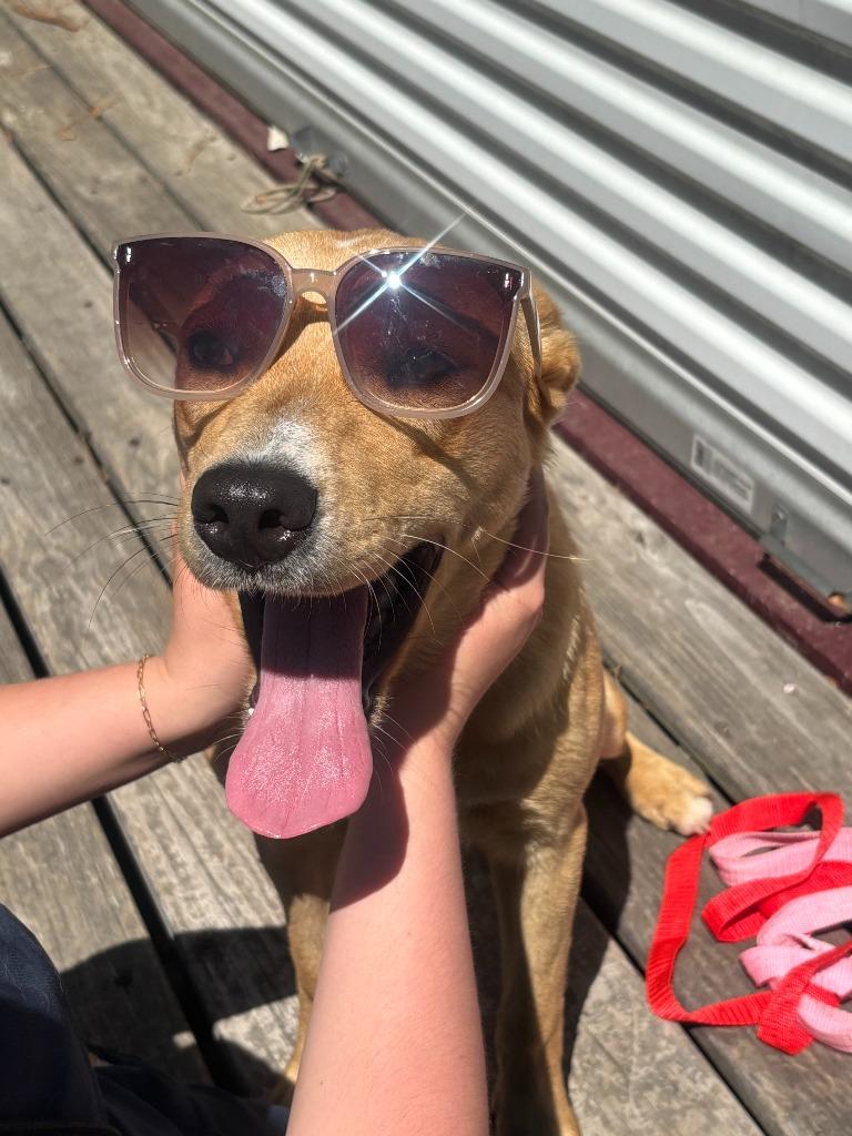 Enlarge KENNA, a Adoptable mixed breed in Warrenton, NC image 3/5