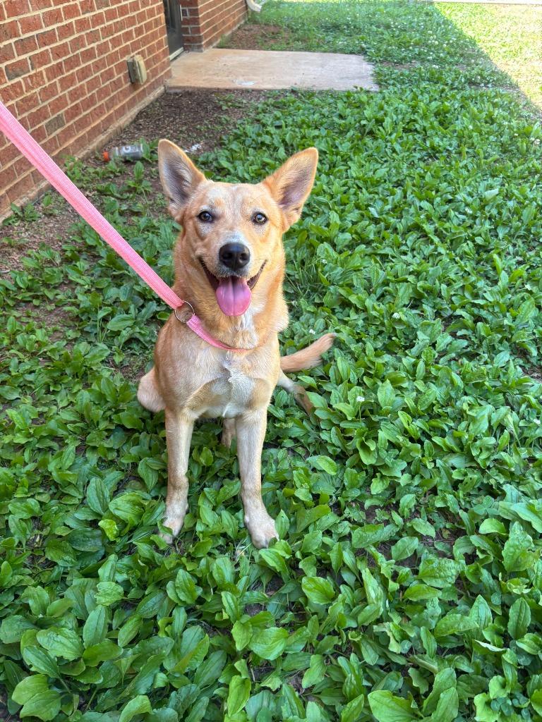 Enlarge KENNA, a Adoptable mixed breed in Warrenton, NC image 4/5