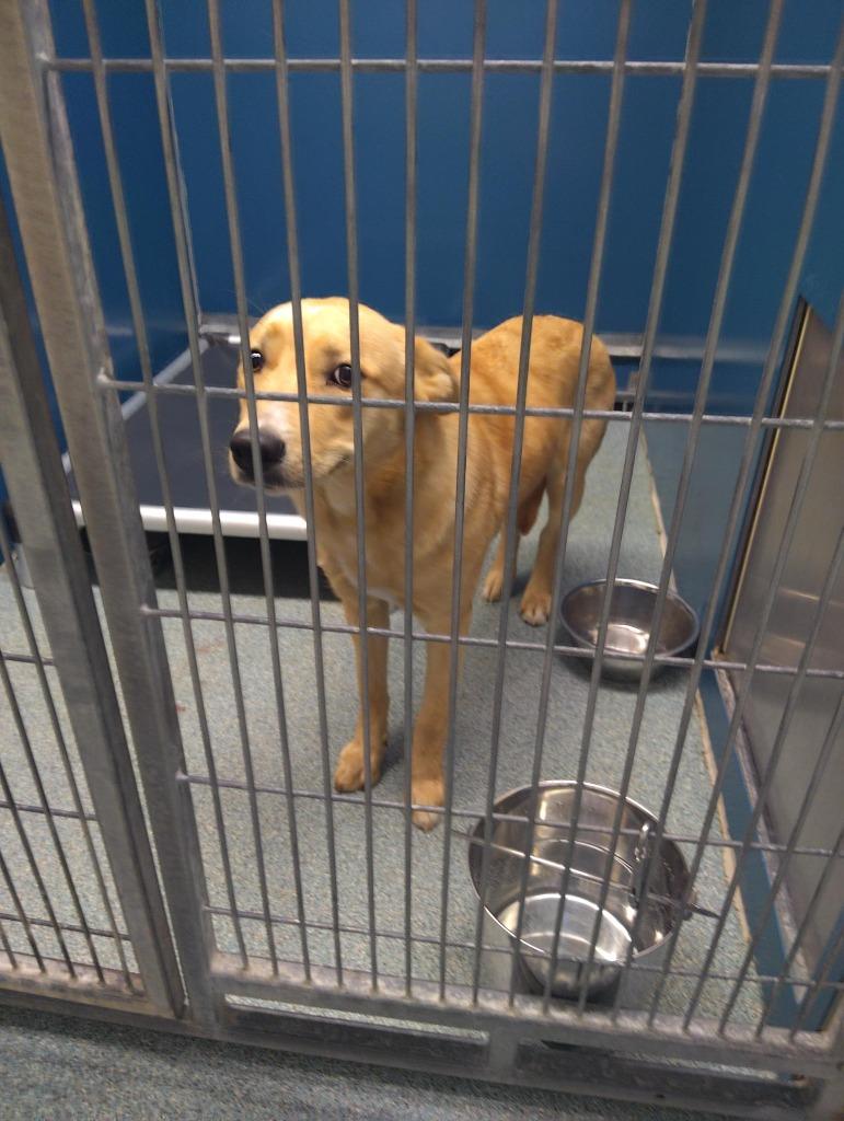Enlarge KENNA, a Adoptable mixed breed in Warrenton, NC image 5/5