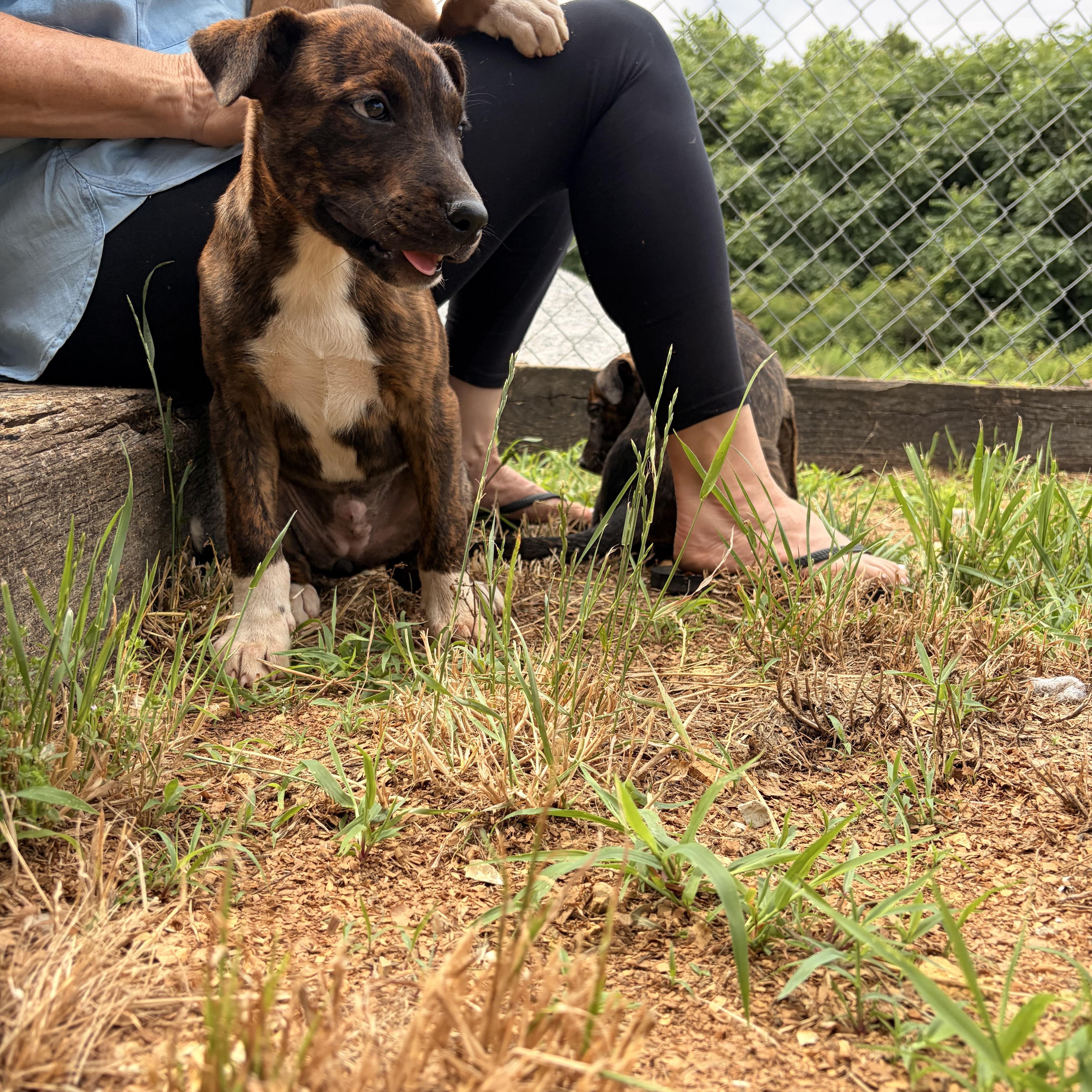 Enlarge Lucy, a ADOPTABLE mixed breed in Melbourne, AR image 2/2
