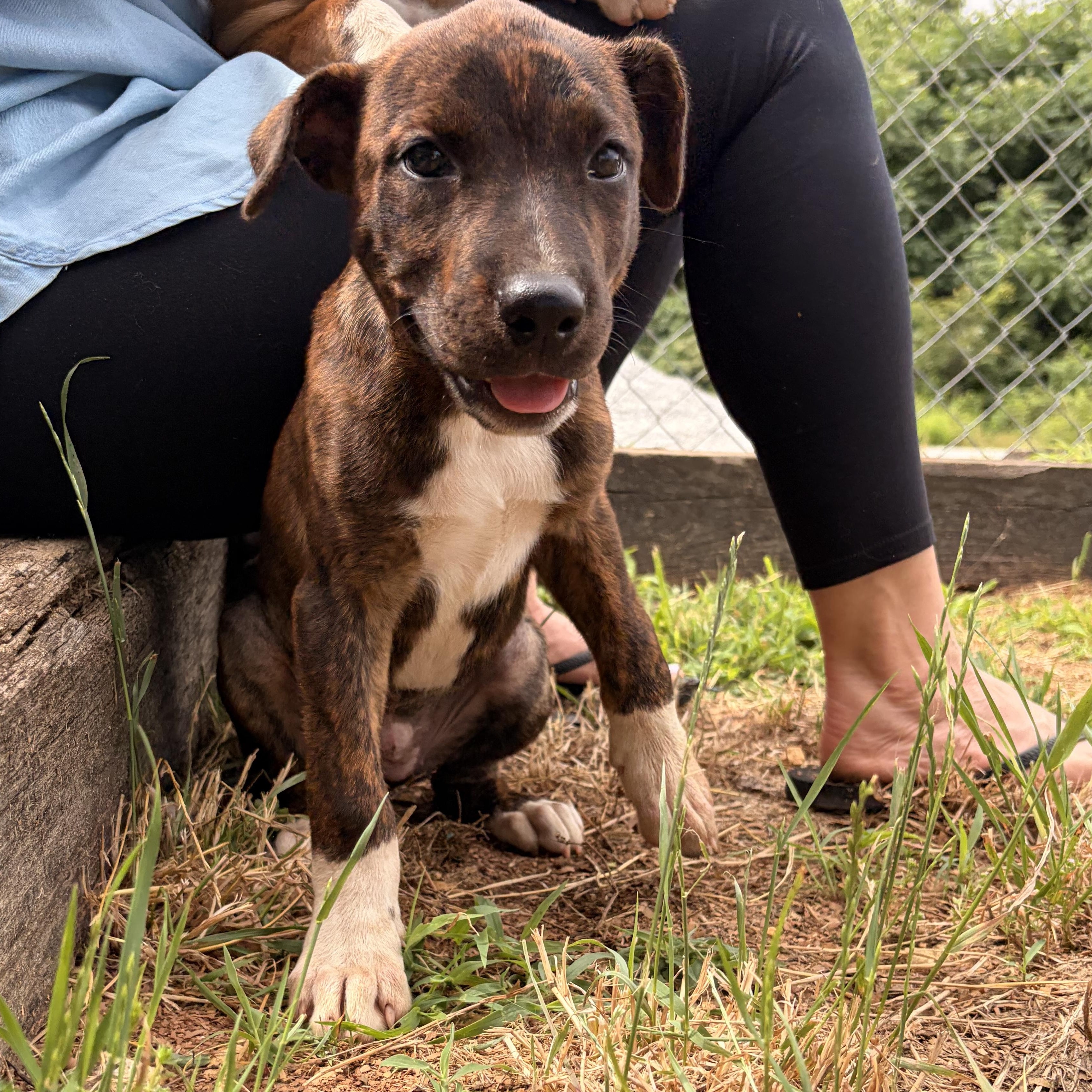 Enlarge Lucy, a ADOPTABLE mixed breed in Melbourne, AR image 1/2