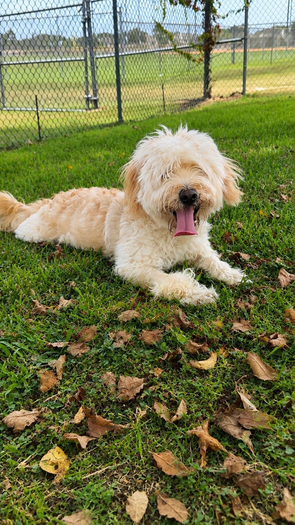 Enlarge Benson, an adopted mixed breed in Friendswood, TX image 2/2