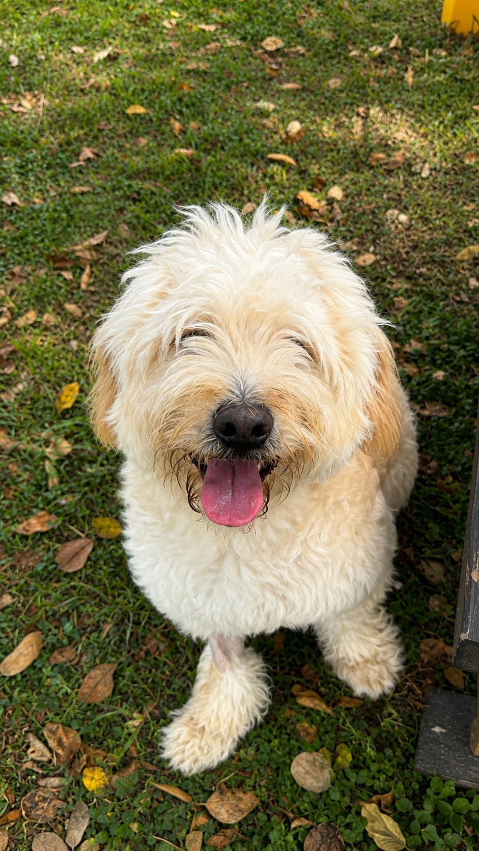 Benson, adopted, Young Male Labradoodle.