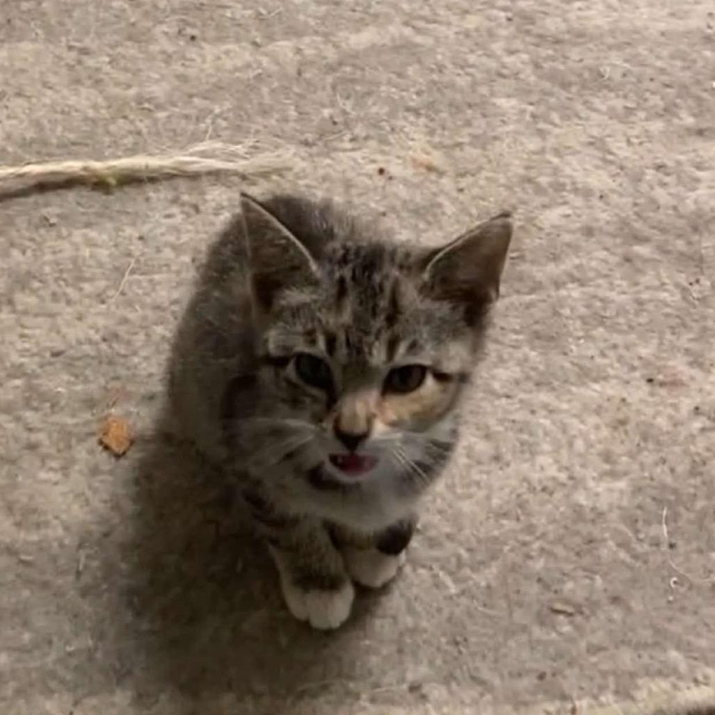Jane, a Adoptable Domestic Medium Hair in Kingman, AZ image 2/2