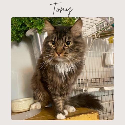 TONY, Adoptable, Adult Male Domestic Medium Hair.