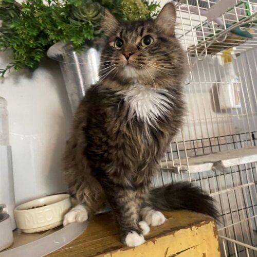 Enlarge TONY, a Adoptable Domestic Medium Hair in San Juan Capistrano, CA image 2/2