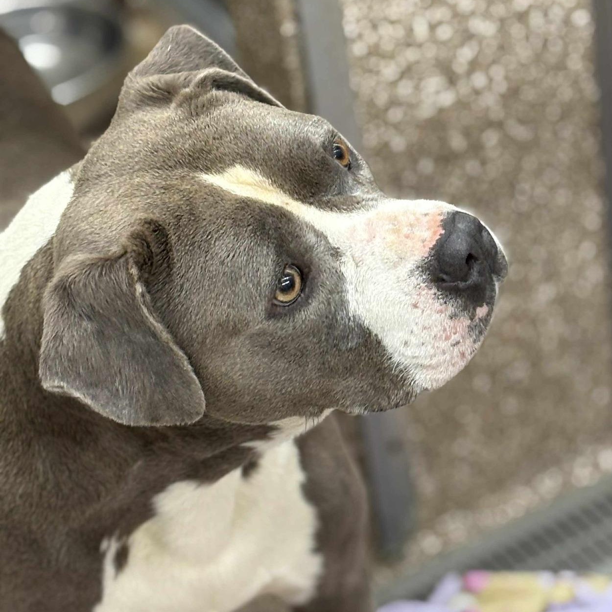 Tank, Adult Male Pit Bull Terrier