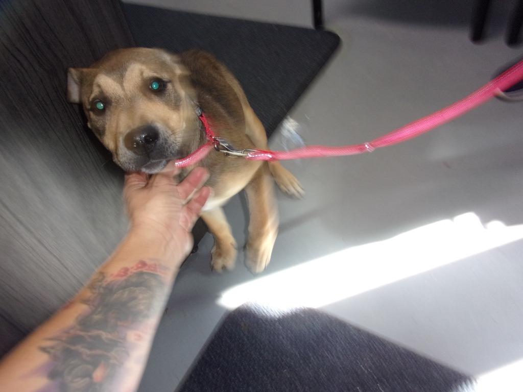 Dolly, Adoptable, Adult Female American Staffordshire Terrier.