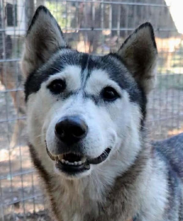 Enlarge Amira, a Adoptable Husky in St Louis, MO image 1/6