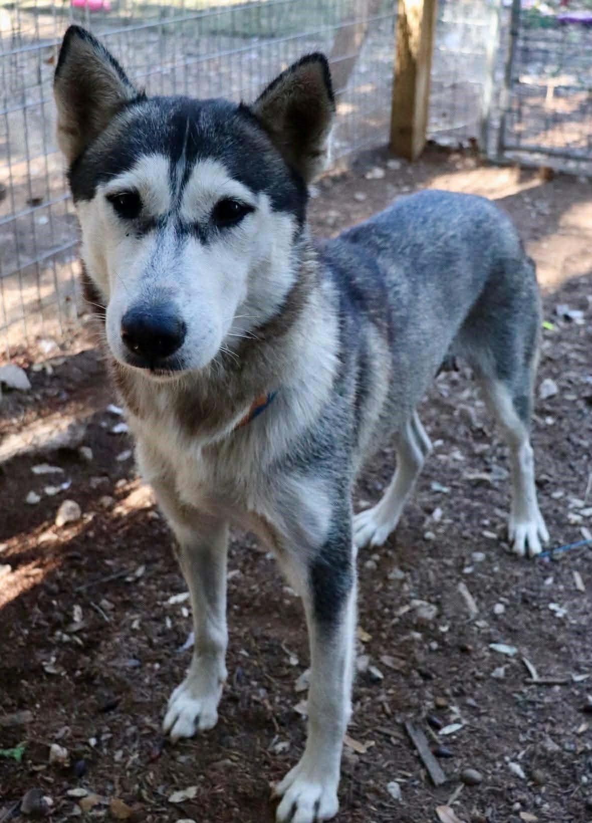 Enlarge Amira, a Adoptable Husky in St Louis, MO image 2/6