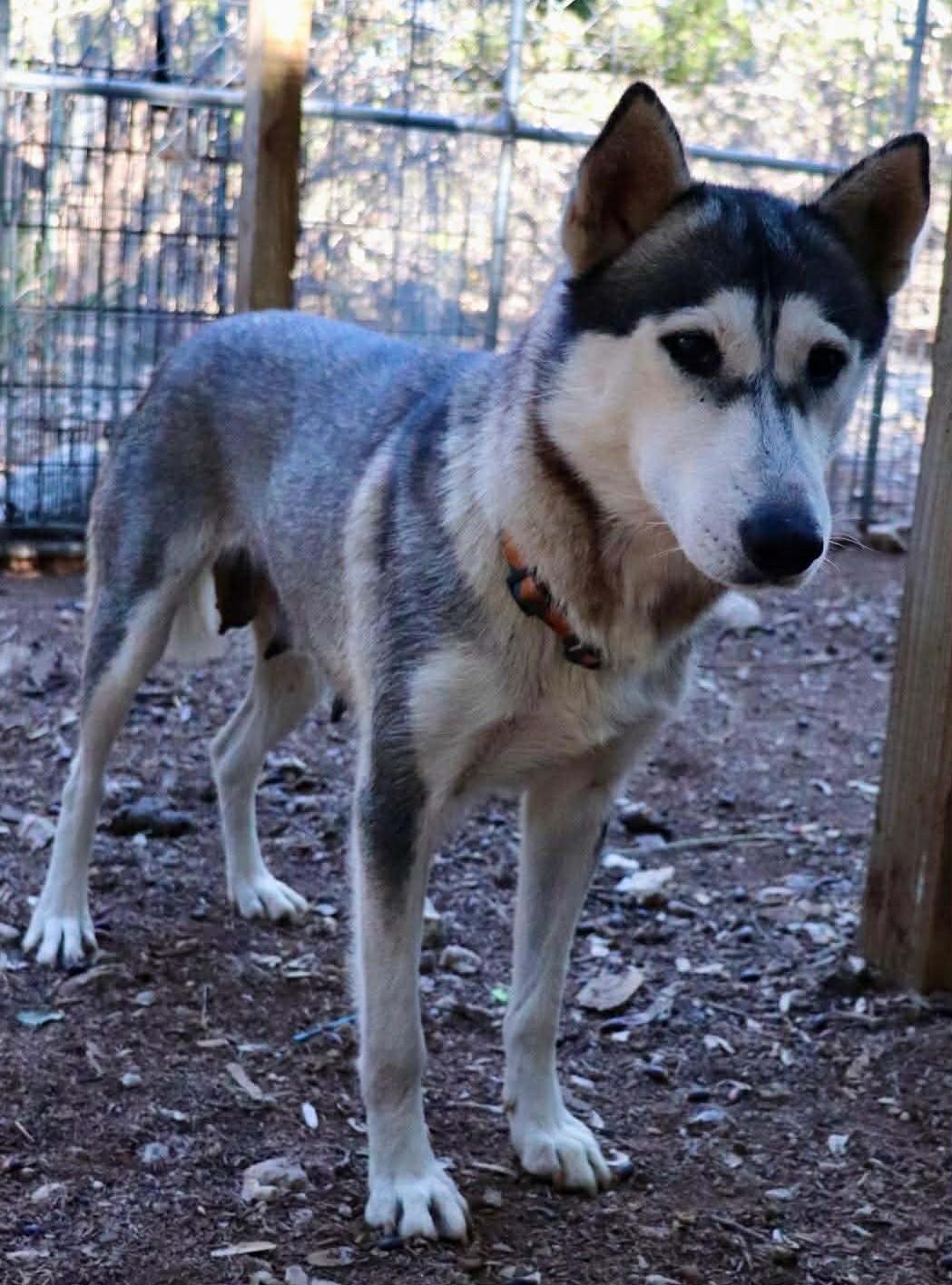 Enlarge Amira, a Adoptable Husky in St Louis, MO image 4/6