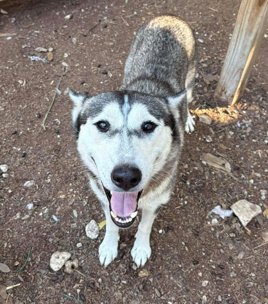 Enlarge Amira, a Adoptable Husky in St Louis, MO image 3/6