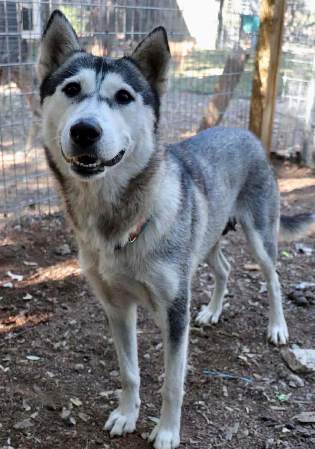 Enlarge Amira, a Adoptable Husky in St Louis, MO image 5/6