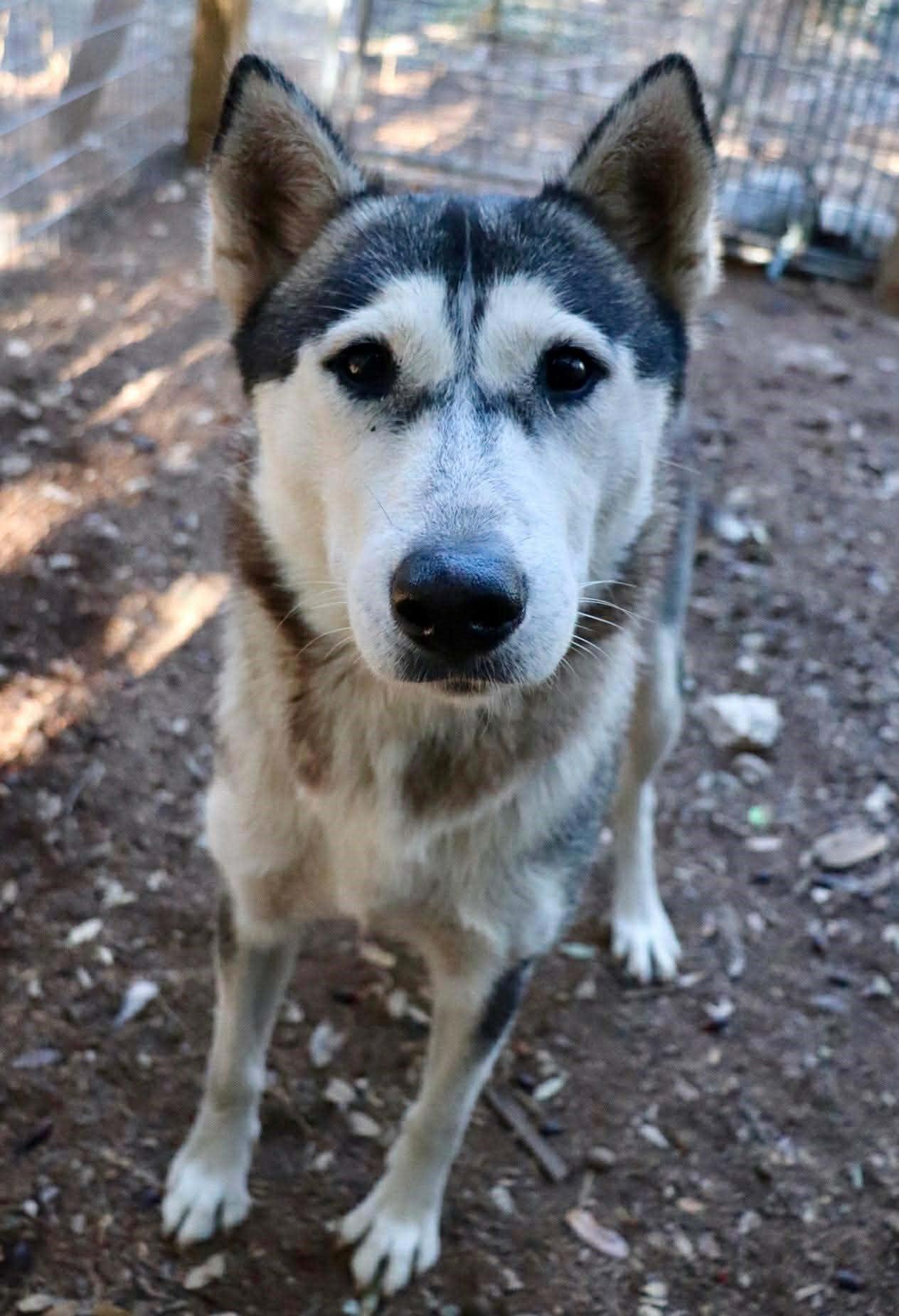 Enlarge Amira, a Adoptable Husky in St Louis, MO image 6/6