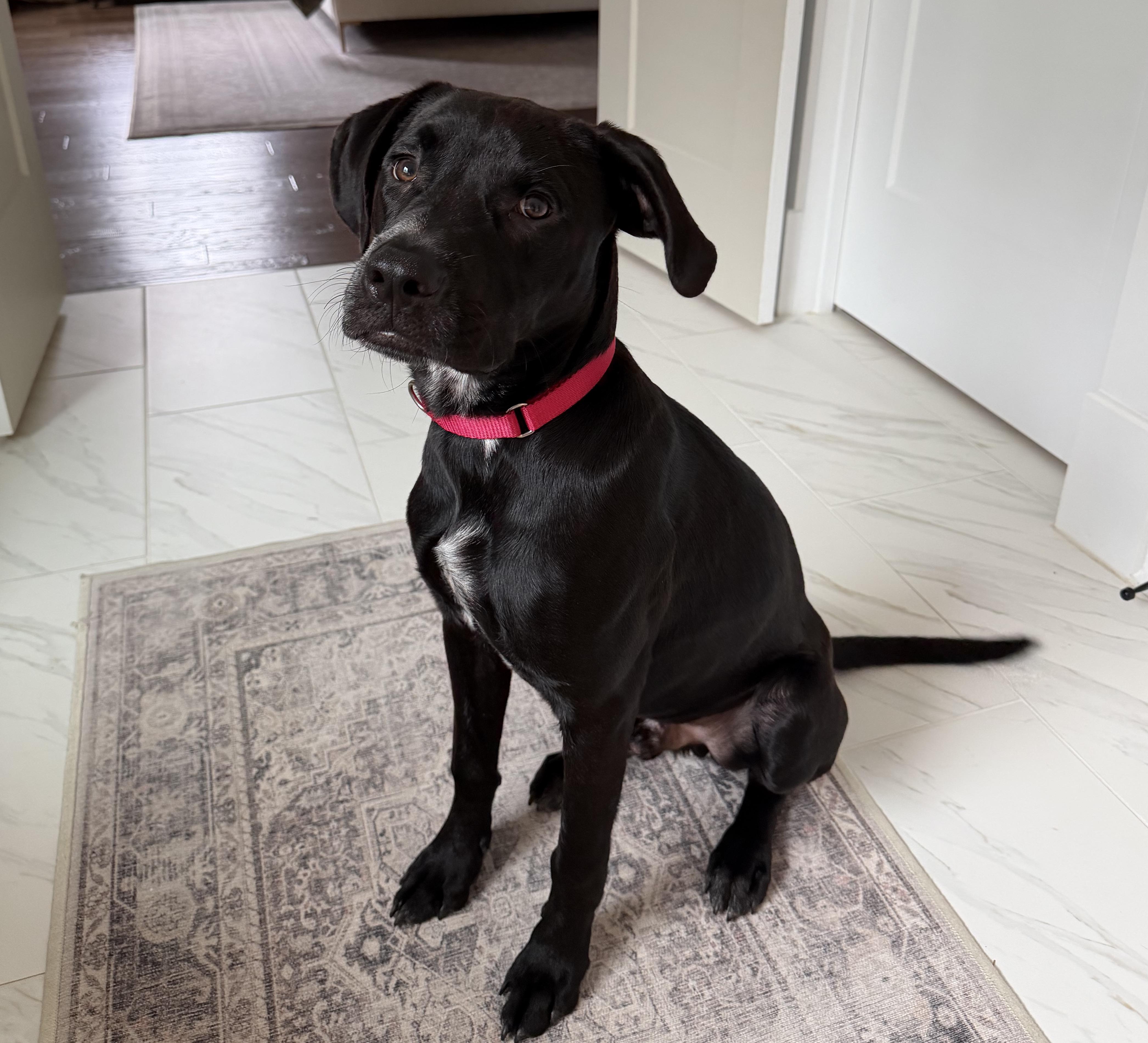 Enlarge Fin, a ADOPTABLE mixed breed in Rock Hill, SC image 6/6