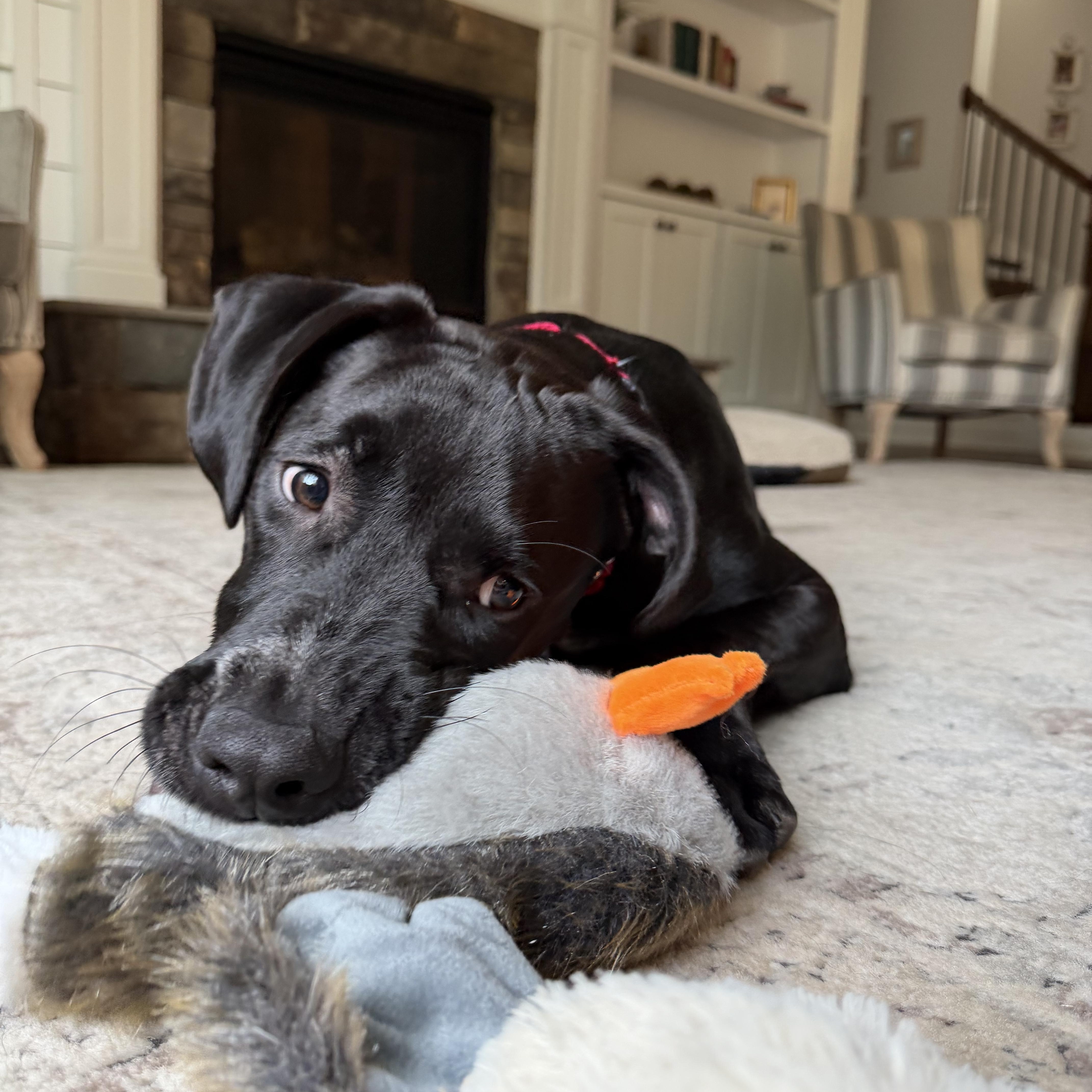 Enlarge Fin, a ADOPTABLE mixed breed in Rock Hill, SC image 2/6