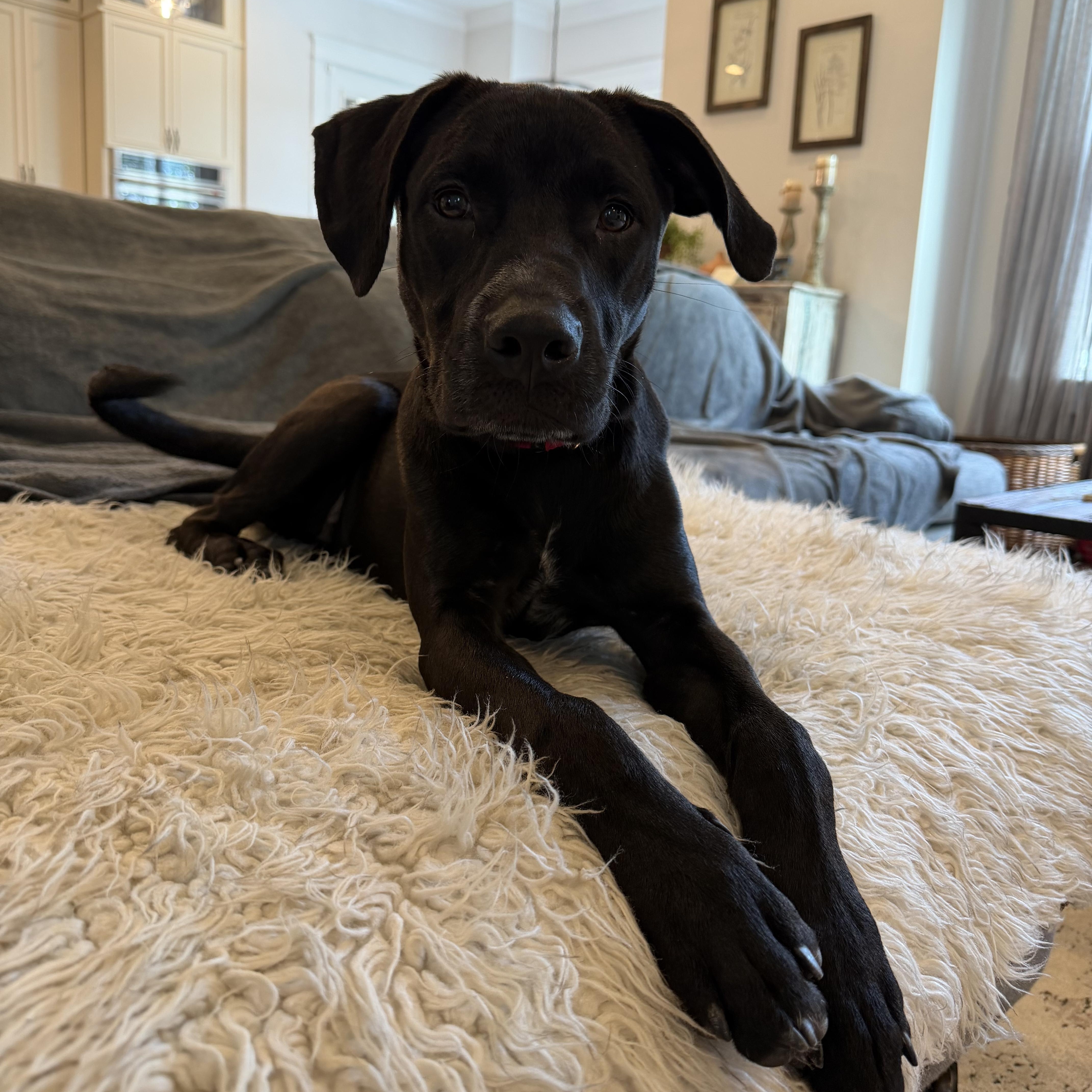Enlarge Fin, a ADOPTABLE mixed breed in Rock Hill, SC image 5/6