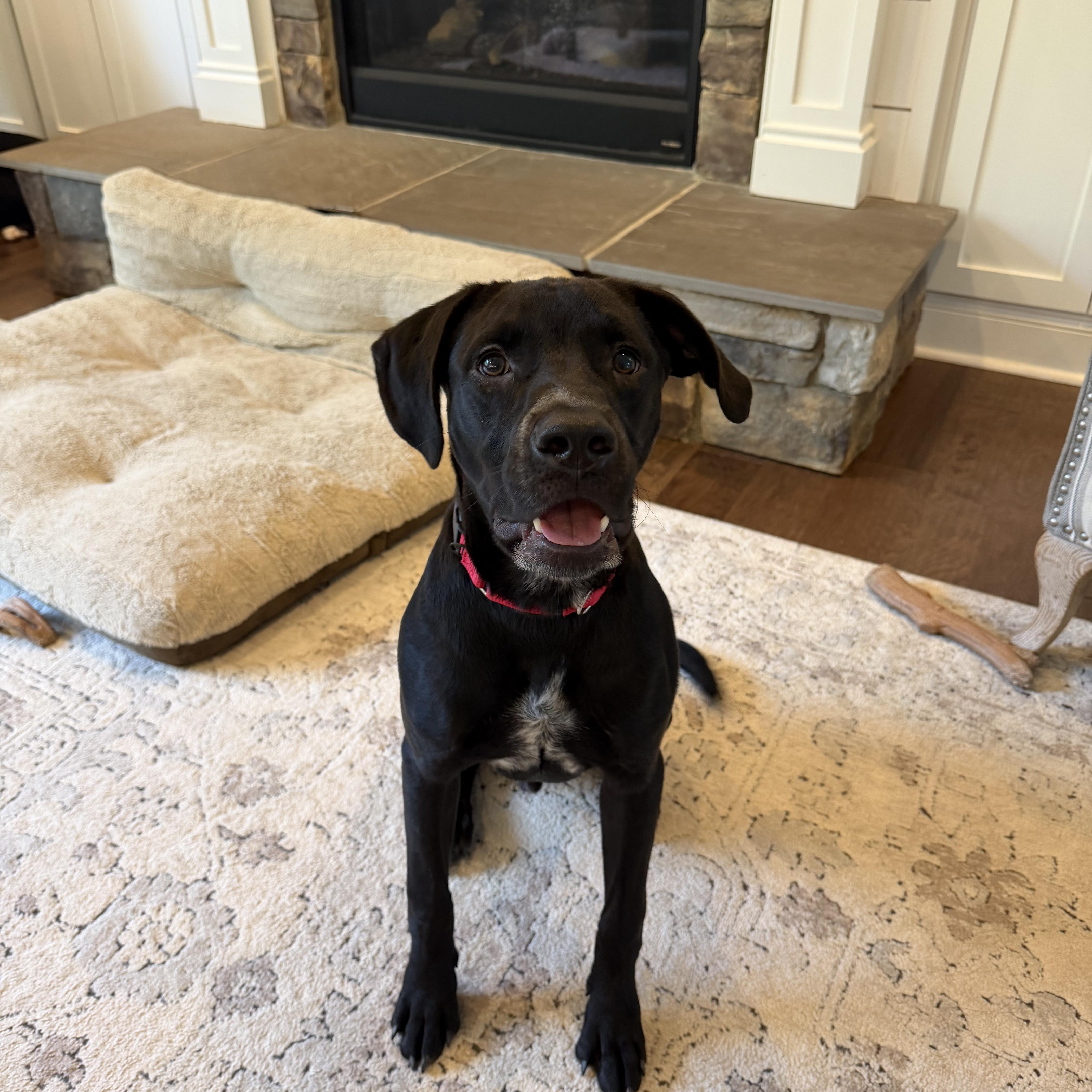 Enlarge Fin, a ADOPTABLE mixed breed in Rock Hill, SC image 3/6