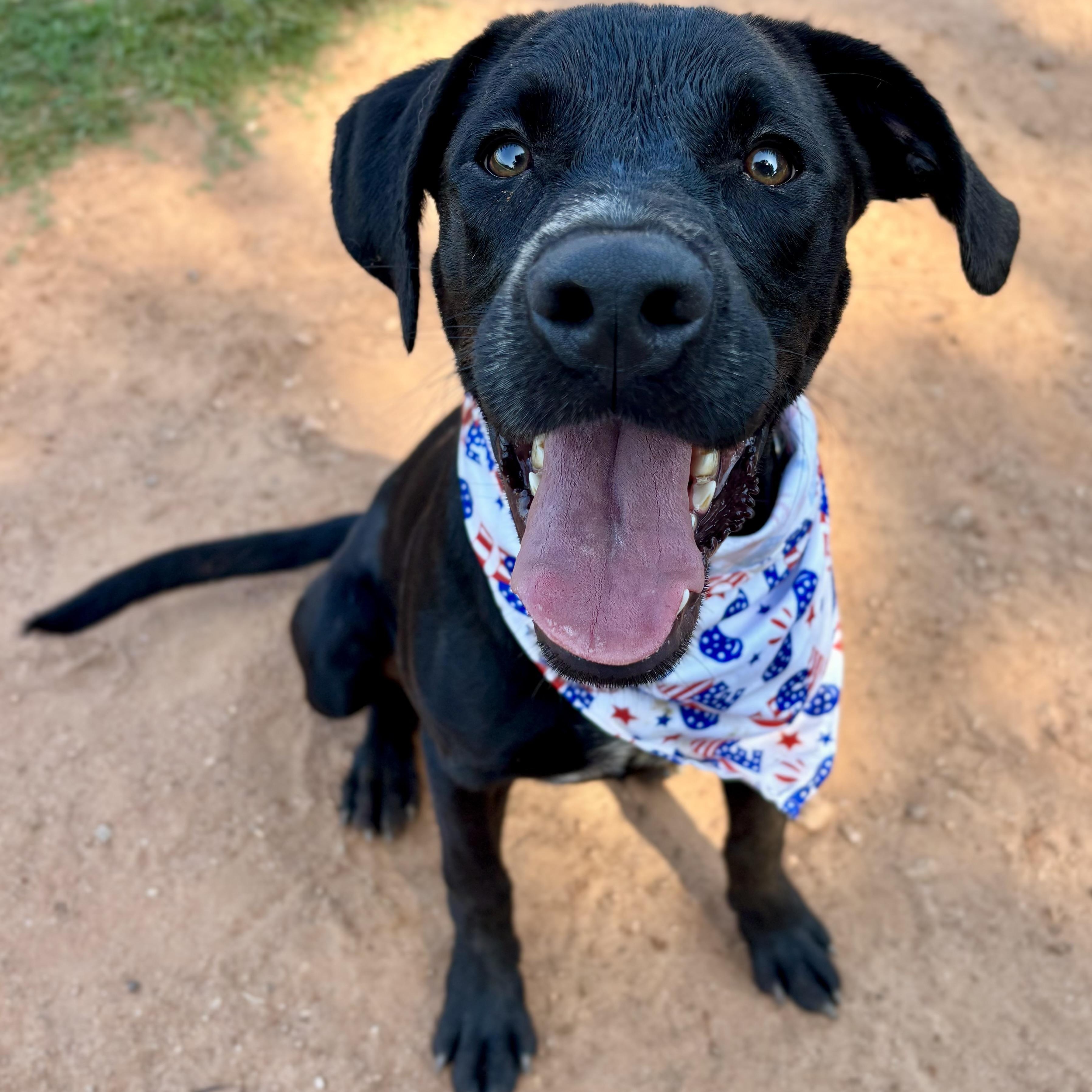 Enlarge Fin, a ADOPTABLE mixed breed in Rock Hill, SC image 1/6