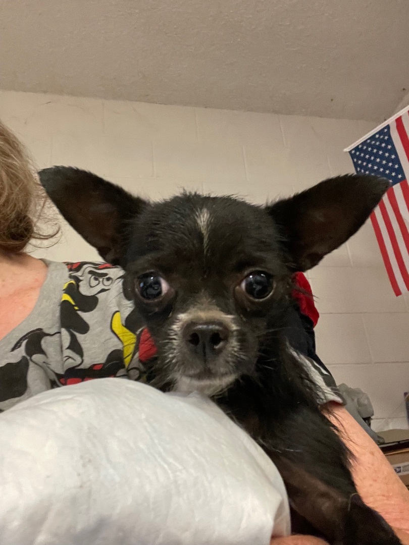 Princey, Adoptable, Adult Male Chihuahua & Terrier.