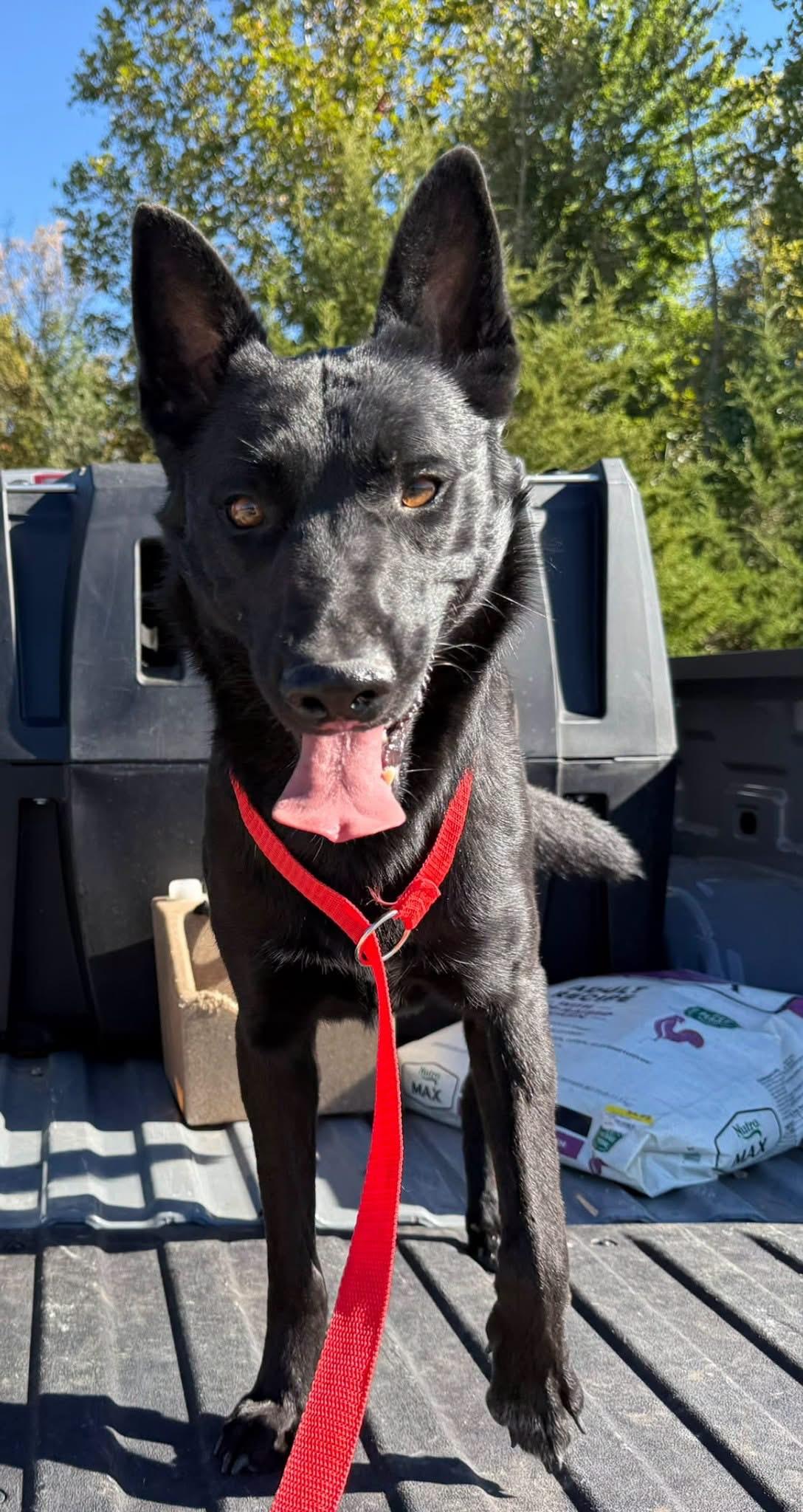 Enlarge Nike, a Adoptable Australian Cattle Dog / Blue Heeler in SPRINGFIELD, OH image 1/1