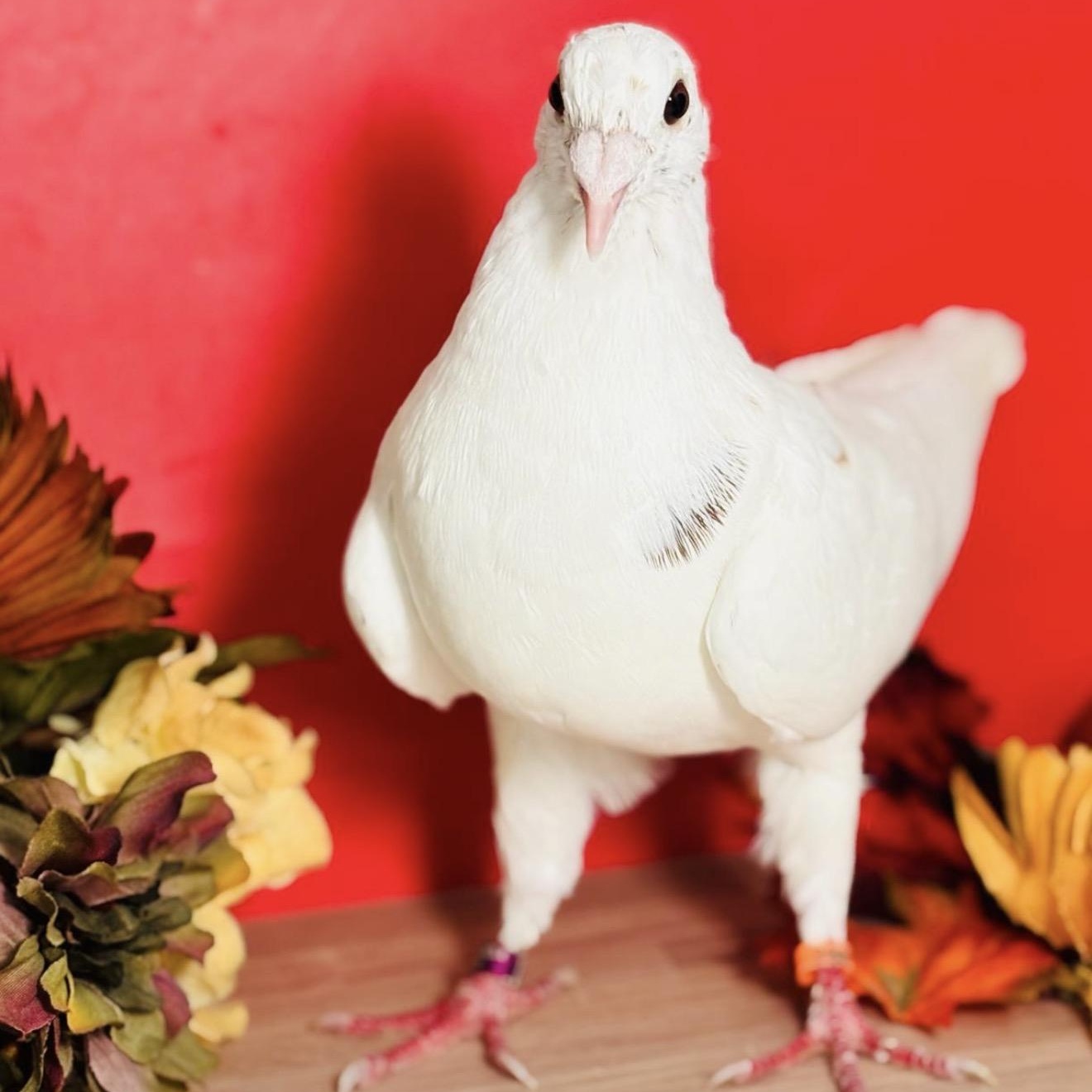 Enlarge Lindy, a Adoptable Pigeon in Chicago, IL image 2/3