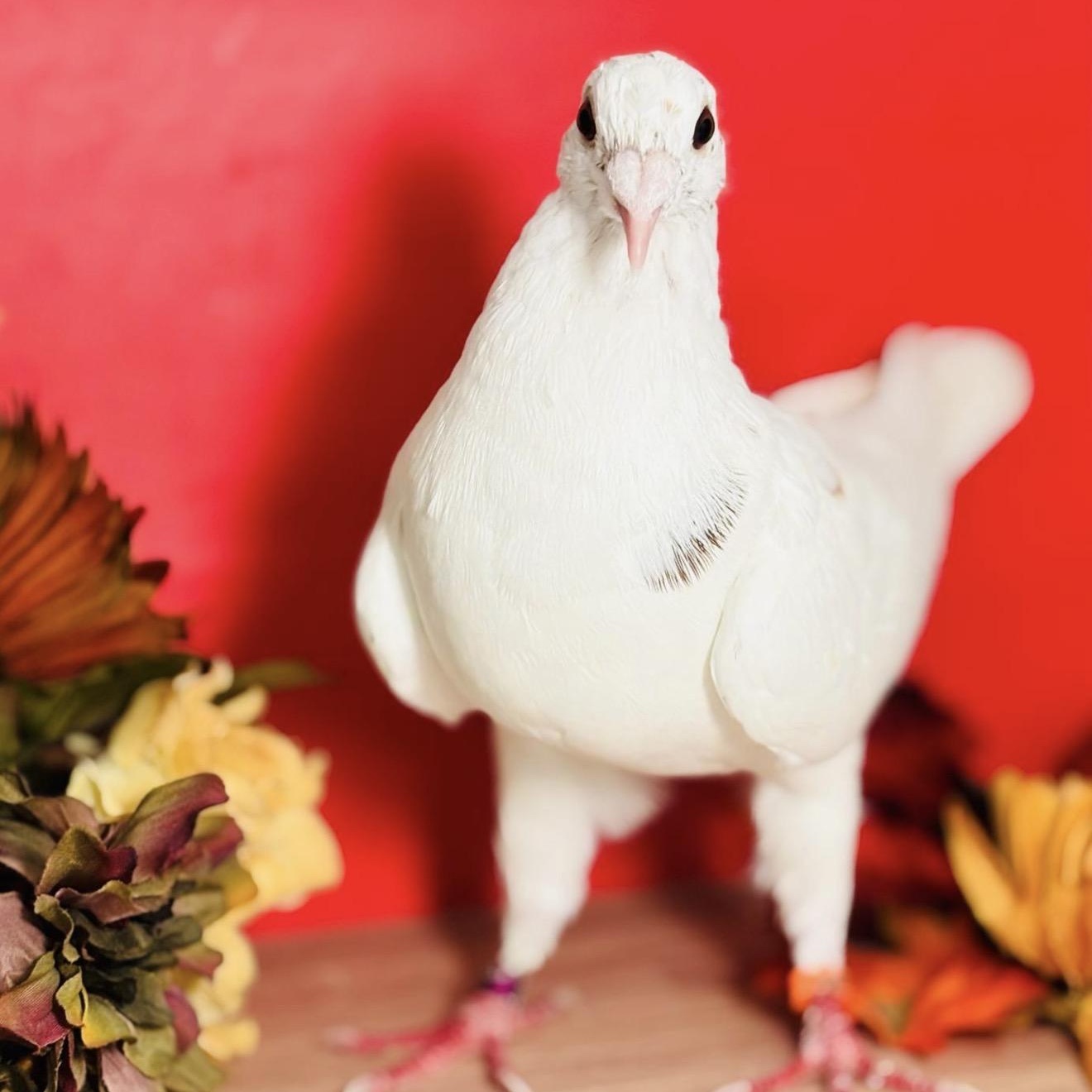 Enlarge Lindy, a Adoptable Pigeon in Chicago, IL image 1/3