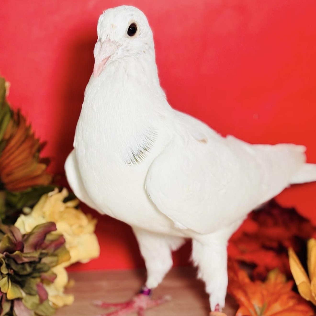 Enlarge Lindy, a Adoptable Pigeon in Chicago, IL image 3/3