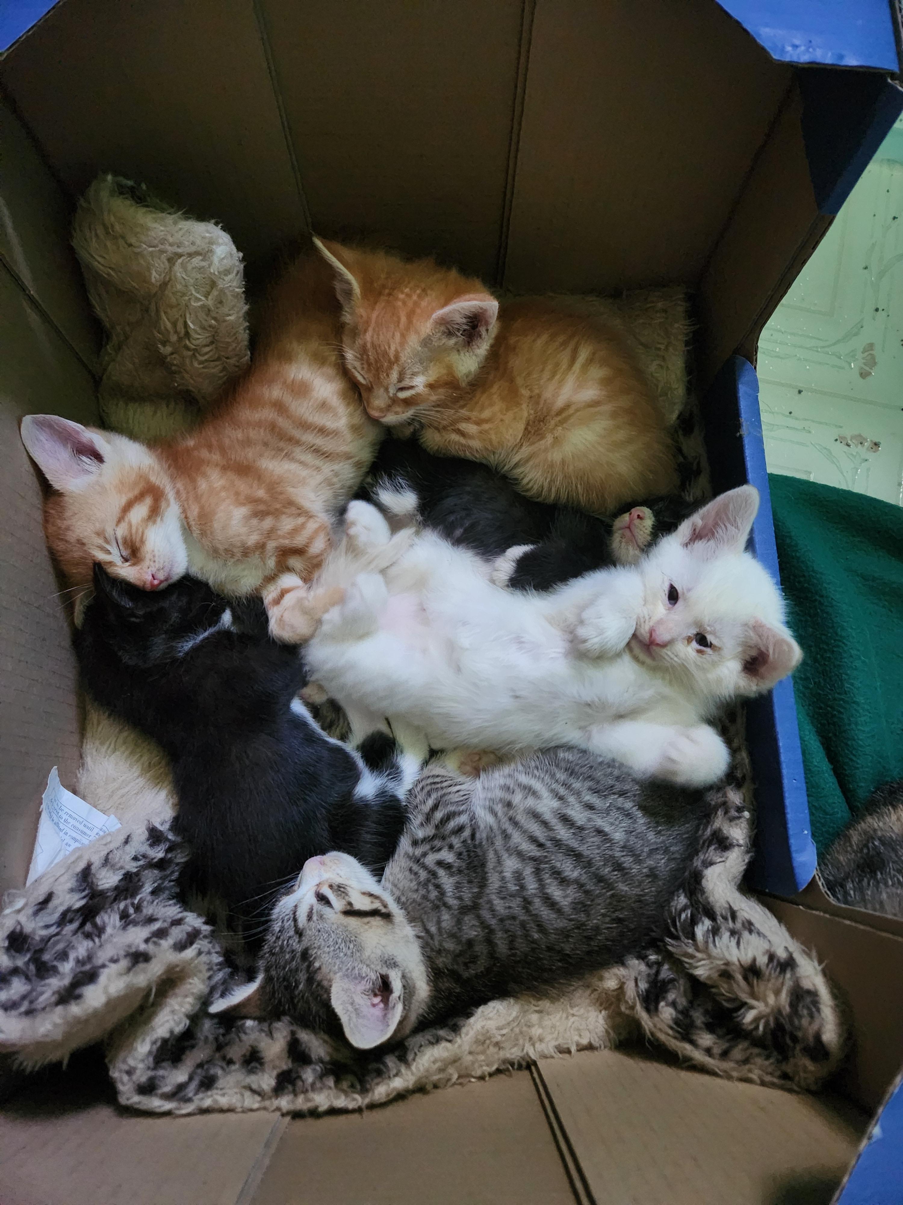 Enlarge Coca-Cola - Must be adopted with a sibling, an adopted Domestic Short Hair in Hillsboro, OR image 3/4
