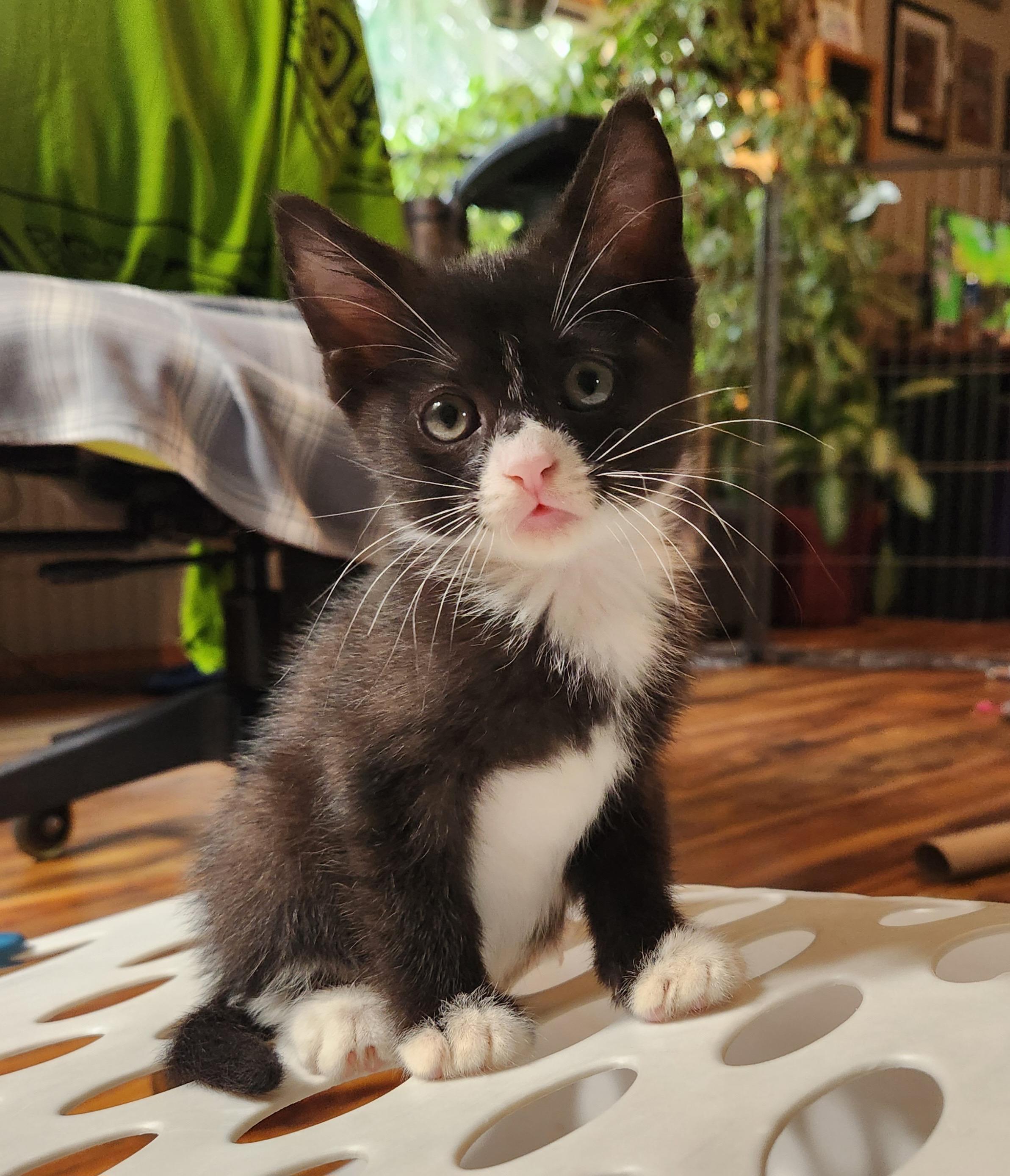 Coca-Cola - Must be adopted with a sibling, adopted, Kitten Female Domestic Short Hair.
