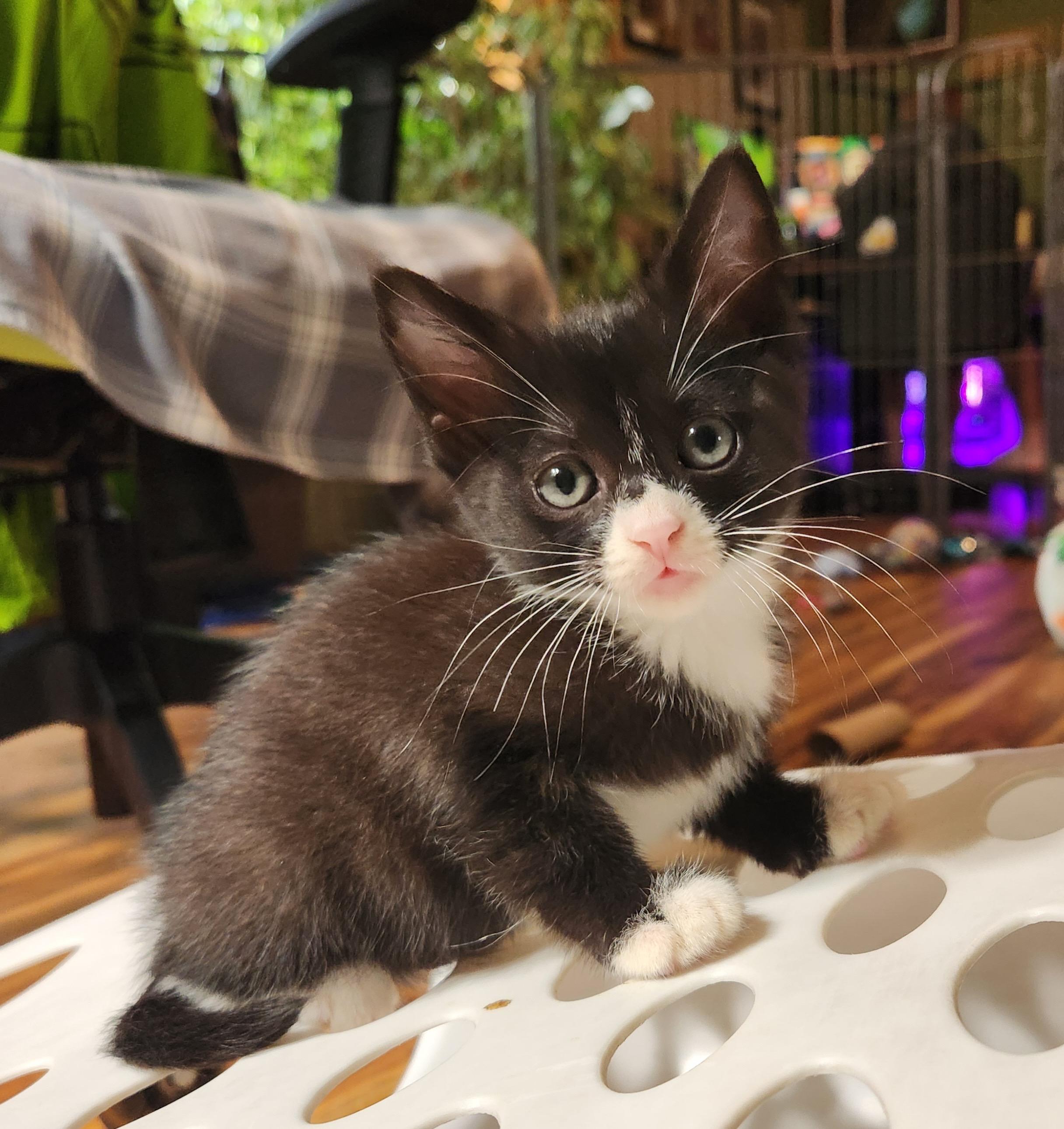 Enlarge Coca-Cola - Must be adopted with a sibling, an adopted Domestic Short Hair in Hillsboro, OR image 4/4